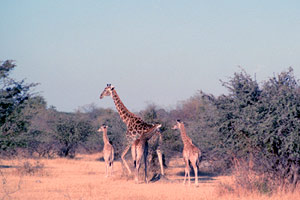 Giraffes