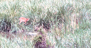 Sitatunga