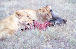 Lions Eating