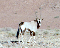 The magnificent oryx