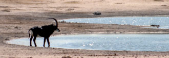 Sable Antelope