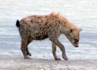 Spotted Hyena